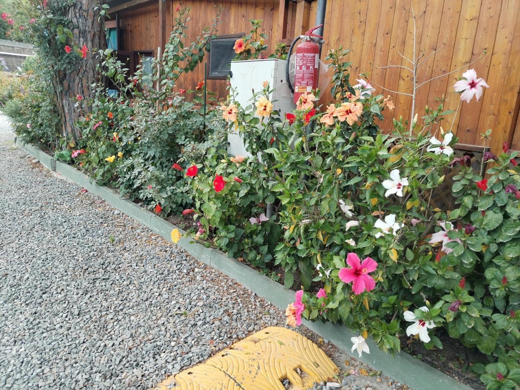 Camping Roma Ventimiglia Esterno foto